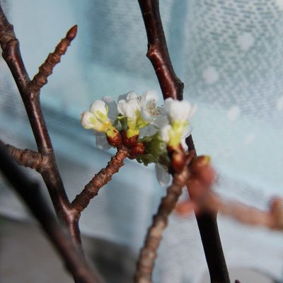 ©Wikimedia Commons/KarlGruber (CC BY-SA 4.0)